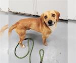 Small Beagle Mix