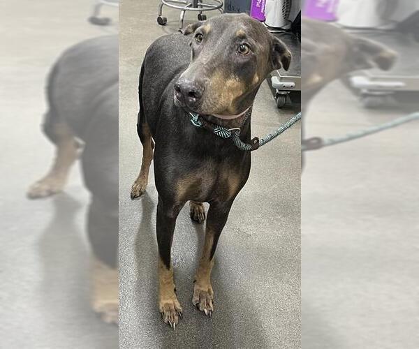 Medium Photo #1 Doberman Pinscher Puppy For Sale in Forestville, MD, USA