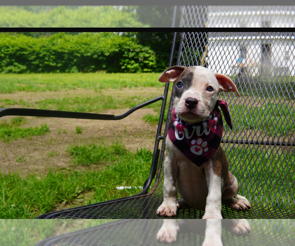 Medium Photo #8 American Pit Bull Terrier Puppy For Sale in BROCKTON, MA, USA