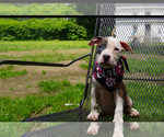 Small #7 American Pit Bull Terrier