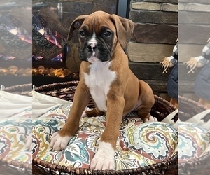 Boxer Dog for Adoption in NOBLESVILLE, Indiana USA