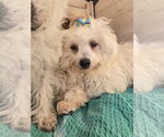 Small #2 Poodle (Miniature) Mix
