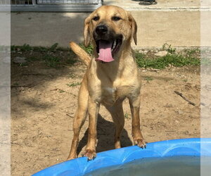 Darcy - Female Golden Labrador Dog for Adoption - Photo #4