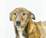 Small Photo #6 Mutt Puppy For Sale in Tuscaloosa, AL, USA