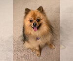 Small #2 Pomeranian