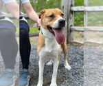 Small #9 American Pit Bull Terrier Mix