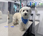 Small #2 Coton de Tulear Mix