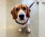 Small Beagle Mix