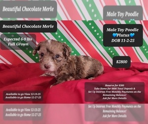 Poodle (Toy) Puppy for sale in TUCSON, AZ, USA