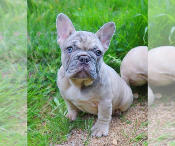 Medium Photo #6 French Bulldog Puppy For Sale in BEVERLY HILLS, CA, USA