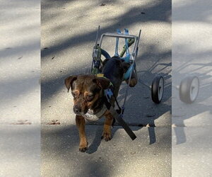 Coyote - Male Mutt Dog for Adoption - Photo #4