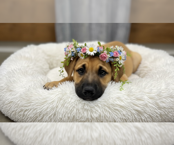 Medium Photo #1 Black Mouth Cur-German Shepherd Dog Mix Puppy For Sale in MIDWAY, UT, USA
