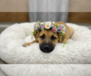 Black Mouth Cur-German Shepherd Dog Mix Dogs for adoption in MIDWAY, UT, USA