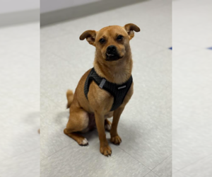 Chug Dogs for adoption in Cranston, RI, USA