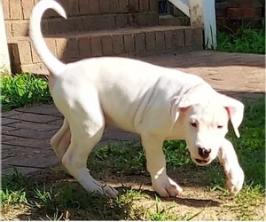 Dogo Argentino Puppy for sale in RALEIGH, NC, USA