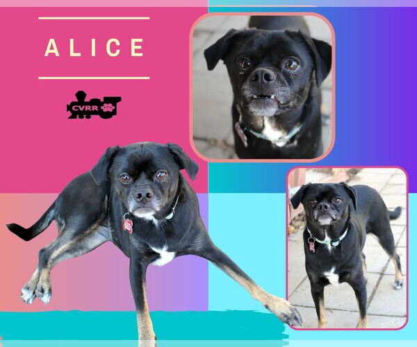 Medium Photo #1 Pug-Unknown Mix Puppy For Sale in Lindsay, CA, USA