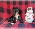 Small #6 Schnauzer (Miniature)