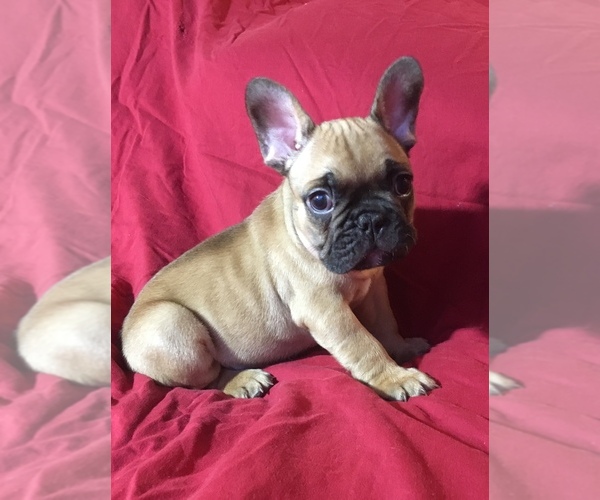 Medium Photo #1 French Bulldog Puppy For Sale in GIRARD, IL, USA