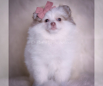 Small #1 Pomeranian