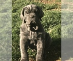 Small Photo #7 Neapolitan Mastiff Puppy For Sale in BRISTOW, VA, USA