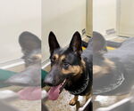 Small #1 German Shepherd Dog