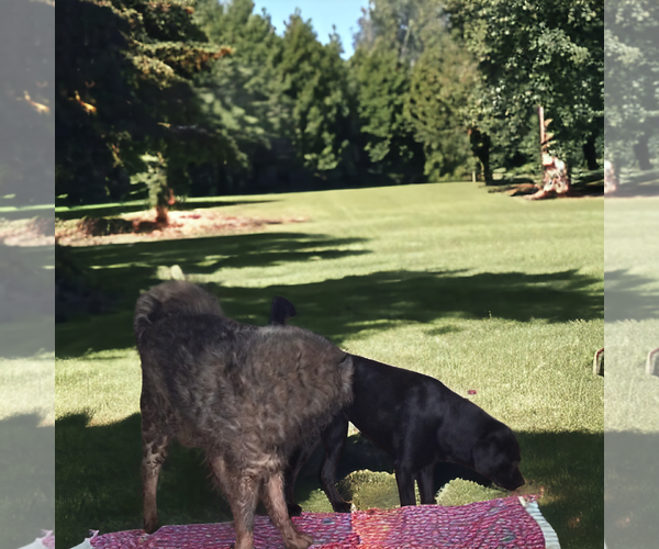 Medium Photo #4 German Shepherd Dog-Unknown Mix Puppy For Sale in Orange Grove, TX, USA