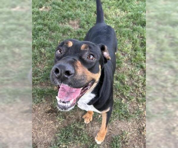 Medium Photo #1 Rottweiler Puppy For Sale in Bakersfield, CA, USA