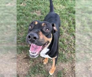 Rottweiler Dogs for adoption in Bakersfield, CA, USA