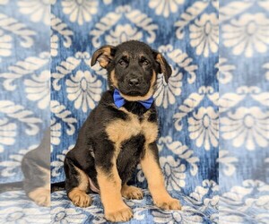 German Shepherd Dog Puppy for sale in KIRKWOOD, PA, USA