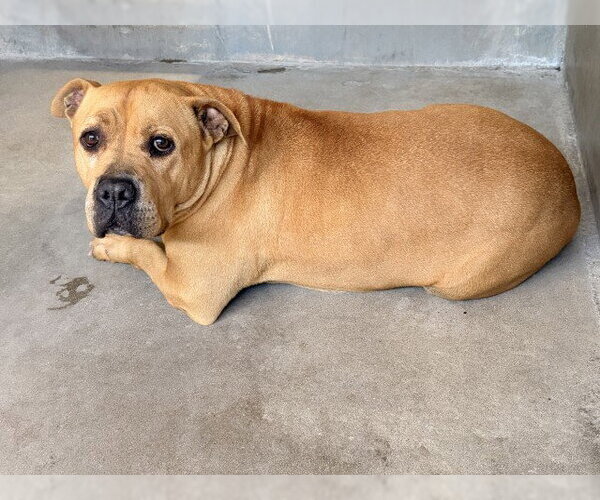 Medium Photo #1 Mutt Puppy For Sale in San Bernardino, CA, USA