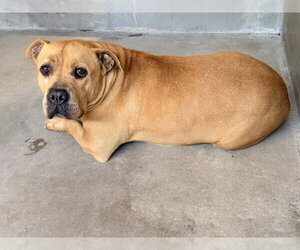 Mutt Dogs for adoption in San Bernardino, CA, USA