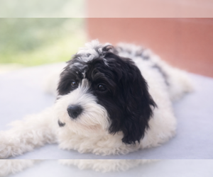 Cavapoo (Miniature) Puppy for sale in DUNDEE, OH, USA
