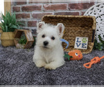 Small #4 West Highland White Terrier
