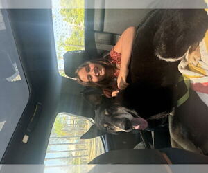 Milo - Male Shepradors Dog for Adoption - Photo #3