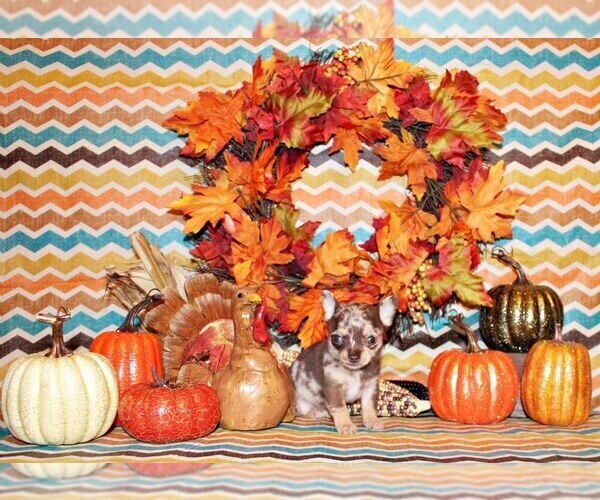 Medium Photo #4 Chihuahua Puppy For Sale in CHARLESTON, AR, USA