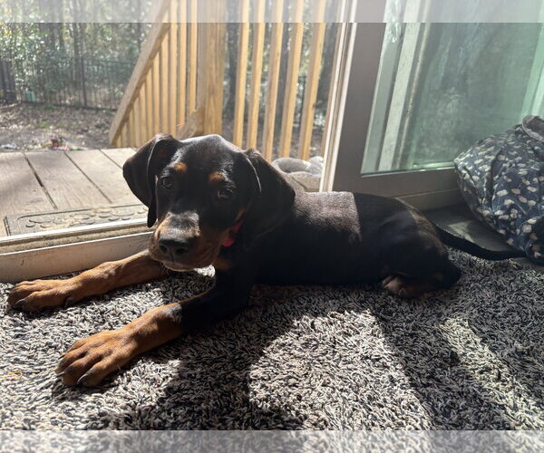 Medium Photo #5 Mutt Puppy For Sale in Mount Pleasant, SC, USA