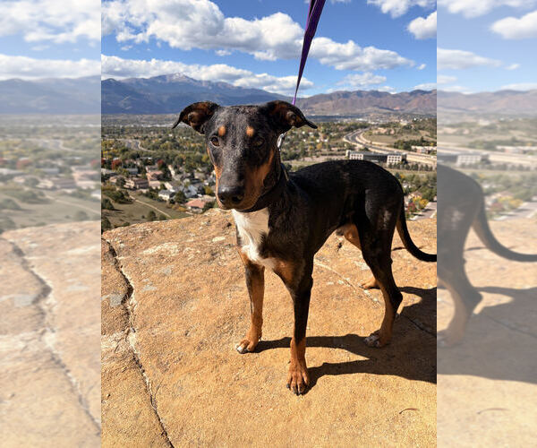 Medium Photo #1 Bluetick Coonhound-Doberman Pinscher Mix Puppy For Sale in Lakewood, CO, USA