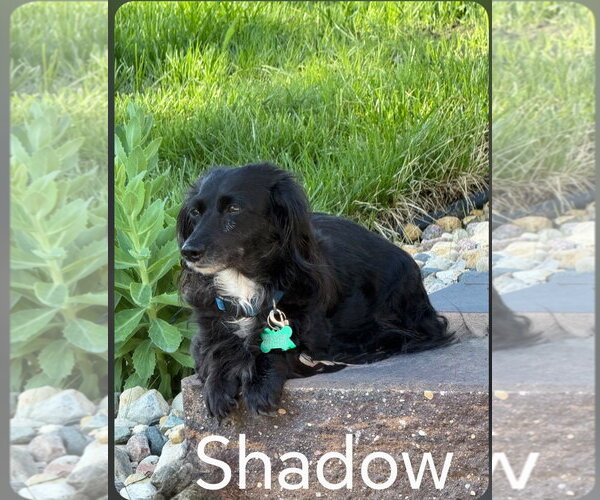 Medium Photo #1 Dachshund Puppy For Sale in Sioux Falls, SD, USA