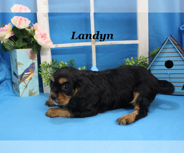 Medium Photo #3 Cavalier King Charles Spaniel Puppy For Sale in CHANUTE, KS, USA