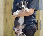 Small #2 Boxer Mix