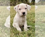 Puppy 4 Dogo Argentino