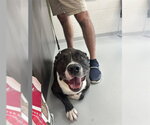 Small Staffordshire Bull Terrier Mix