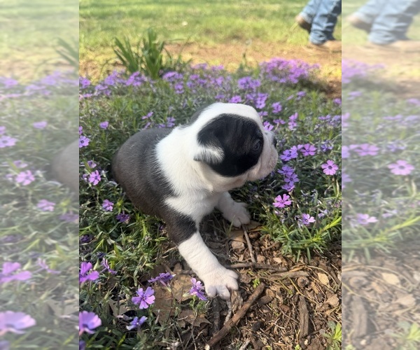 Medium Photo #4 Boston Terrier Puppy For Sale in FREDONIA, KS, USA