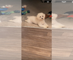 Poodle (Toy) Puppy for sale in SANDY SPGS, GA, USA