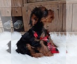 Small Photo #4 Yorkshire Terrier Puppy For Sale in CARTHAGE, TX, USA