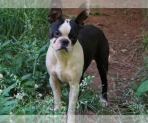 Father of the Boston Terrier puppies born on 07/28/2019