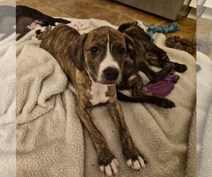 Labrador Retriever-Unknown Mix Dogs for adoption in Holly Springs, NC, USA