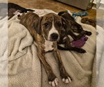 Small Labrador Retriever Mix