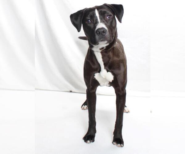 Medium Photo #2 American Pit Bull Terrier-Unknown Mix Puppy For Sale in Burbank, CA, USA