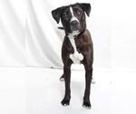 Small #1 American Pit Bull Terrier Mix